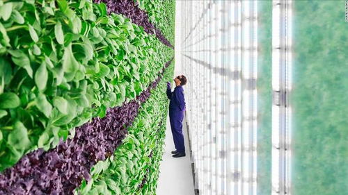 垂直農業 或許是城市農業的新未來