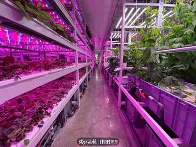 航天蔬菜杭州有同款，揭秘神奇植物工廠 人造陽(yáng)光空氣，全程無(wú)農(nóng)藥的綠色革命